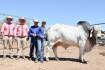 Karmoo Brahmans on-property bull sale hits a top of $19,000