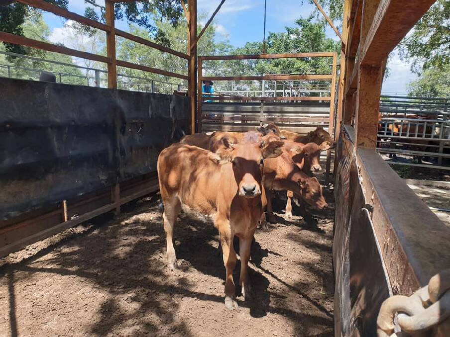Setting a new yearling steers saleyards record were the Shroj family with their pen weighing 147kg and sold at 544.2c/kg to a southern buyer. Picture: Mareeba Saleyards
