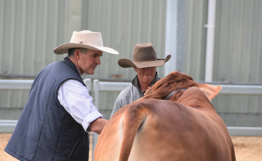 Judge Brett Coombe feels the muscle and fat coverage on the top led steer. 