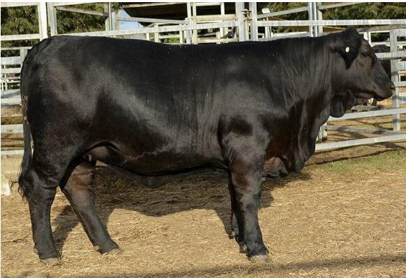 The sale topping, Murray View Miss Sage 236S15 sold by the Campbell family, Murray View Brangus, Mount Ossa. Picture: Murray View Brangus 