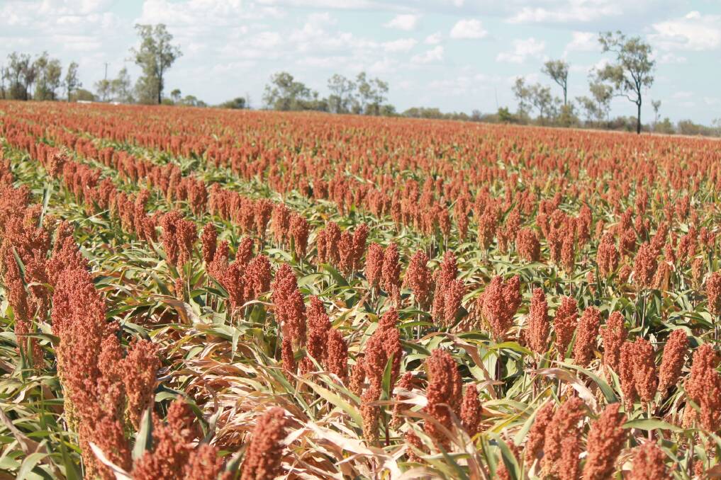 The Travers planted 1800ha of Sorghum back in January, at their Boongulla property, 45km outside of Gindie, on the central highlands. Picture: Ben Harden