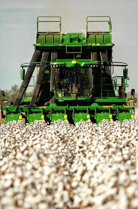 A picker in the Saunders' cotton crop at Plantation. Picture supplied by Sally Rigney 