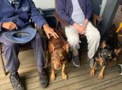 ABC TV's Muster Dogs stars Lucifer and Annie were the star attractions at a Clermont aged care facility on Tuesday. Pictures: Supplied 