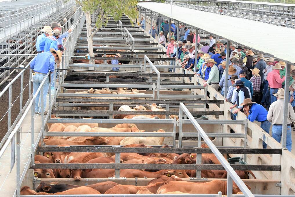 CQLX was packed with buyers and vendors on Monday for the facility's first special Kubota cattle sale series highlights feature. 