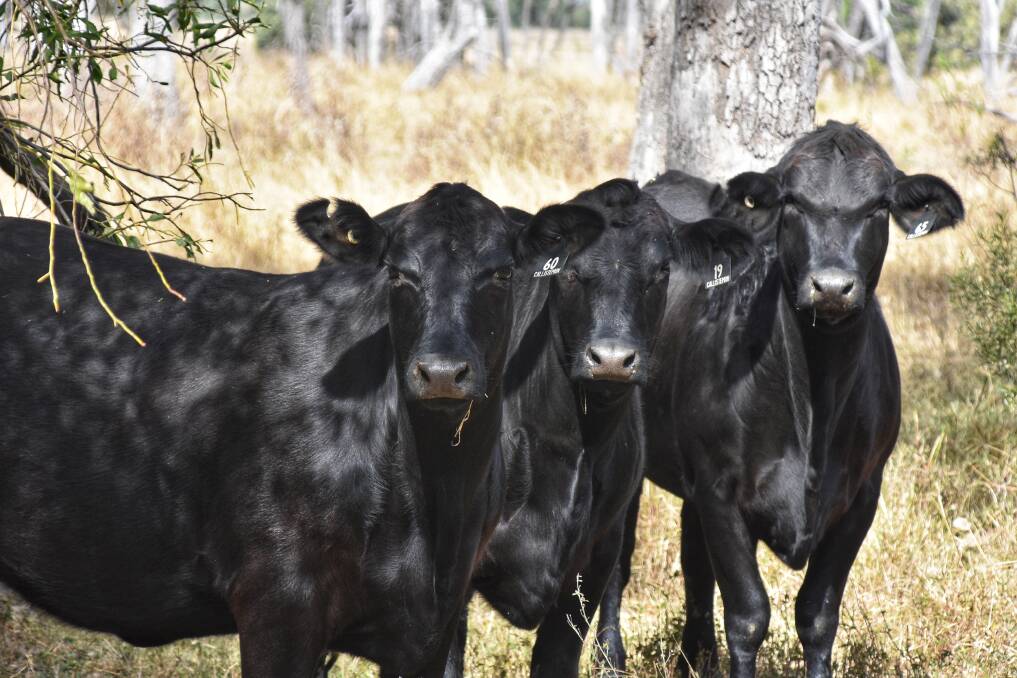 The Roberts first brought Angus cattle into their herd back in 2013. Picture: Ben Harden 