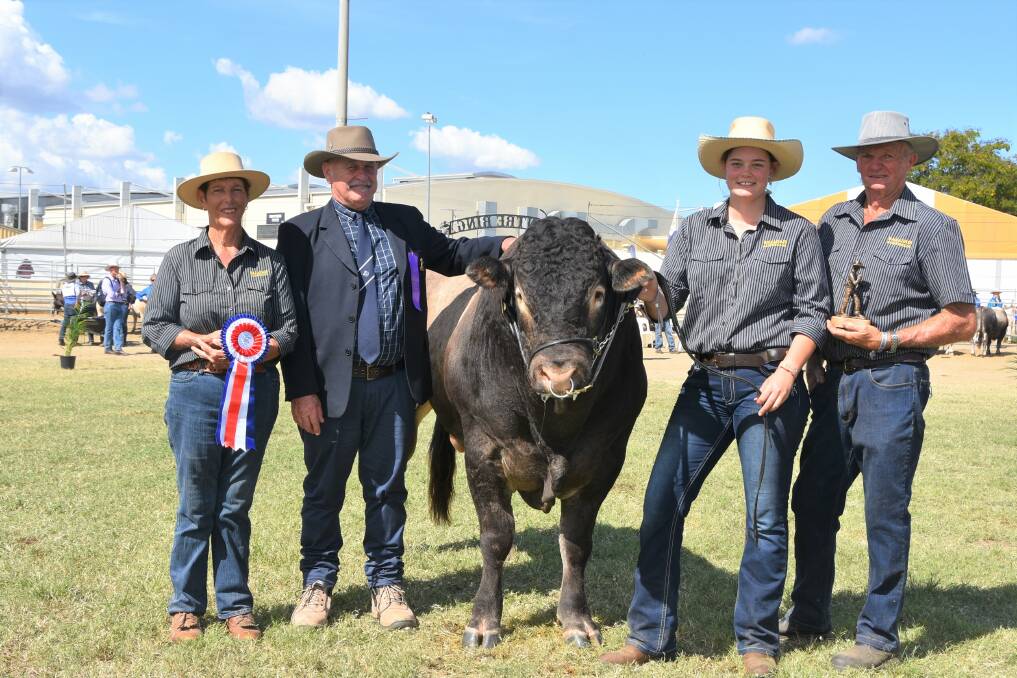 Grand Champion Bazadaise Bull: Rosebay Quinn led by Tahlia Burns, with breeders Lesley and Francis Smith and judge Grame Hopf.