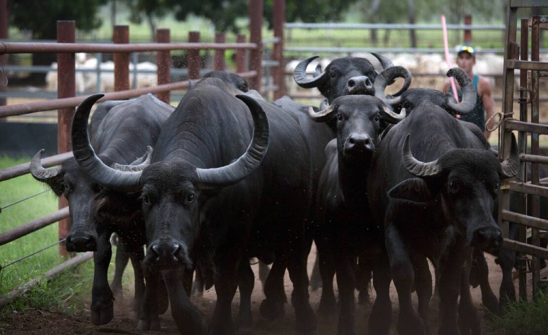 Buffalo herd at Beatrice Hill Research Station in the Northern Territory. Picture: Carolyn Martin 