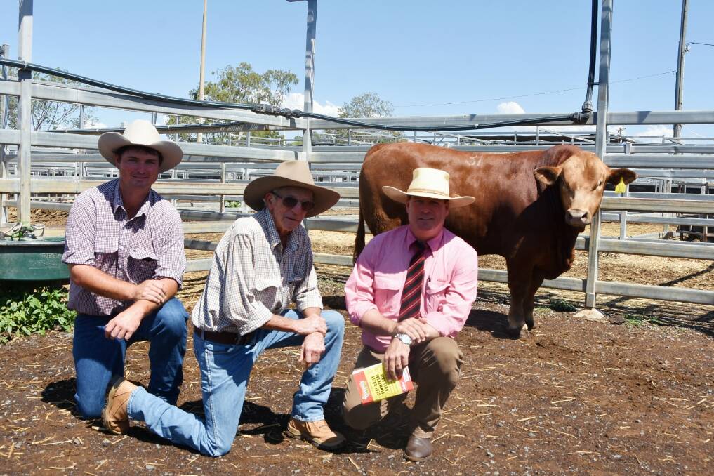 Top priced bull Biarra Valley Royal (P) sold for $36,000 to Bill Geddes, Doonside, Rockhampotn, pictured with vendor Gareth Laycock, Biarra Valley Simmentals, and auctioneer Michael Smith, Elders Rockhampton. Picture: Ben Harden