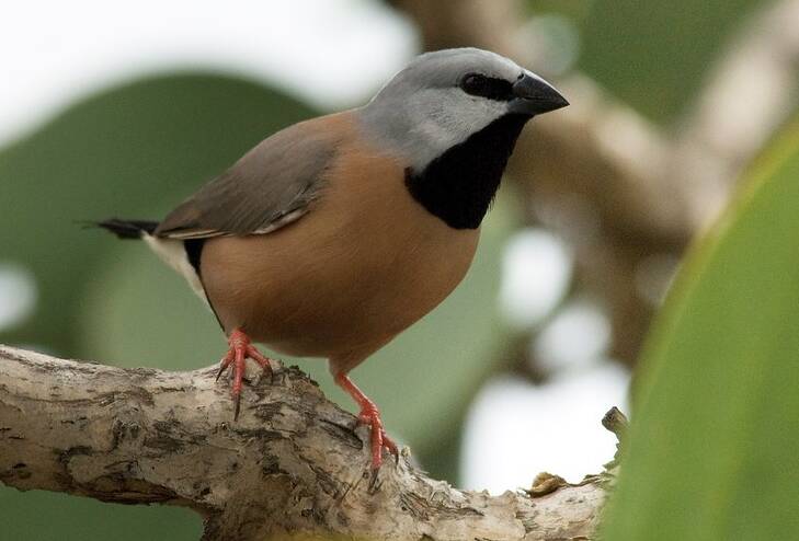 Species that inhabit the area include the endangered black-throated finch (pictured), the yakka skink, ornamental snake, squatter pigeon, and brigalow trees.