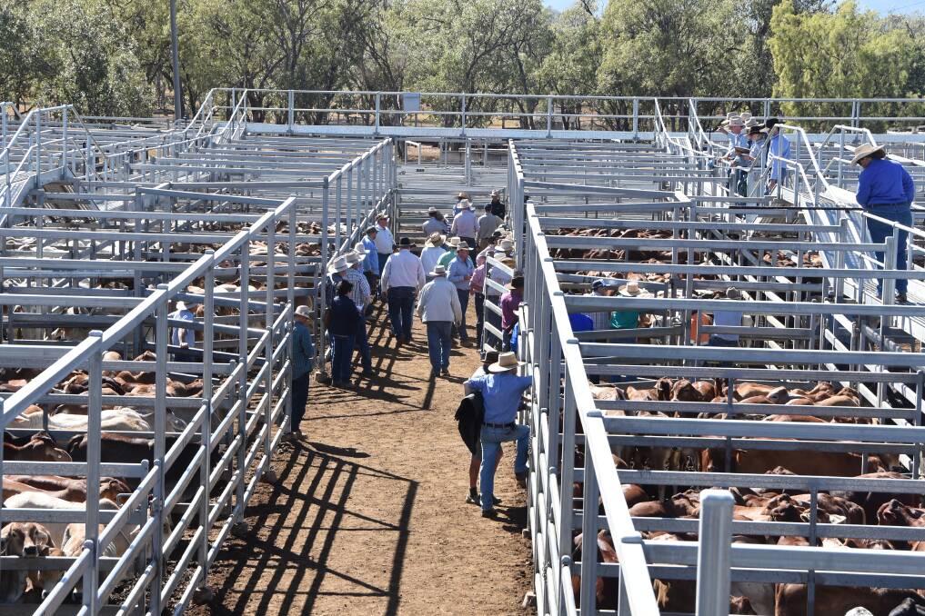 Cattle came from across central Queensland to put together one of the best yardings CQLX has seen in possibly more than 30 years. 