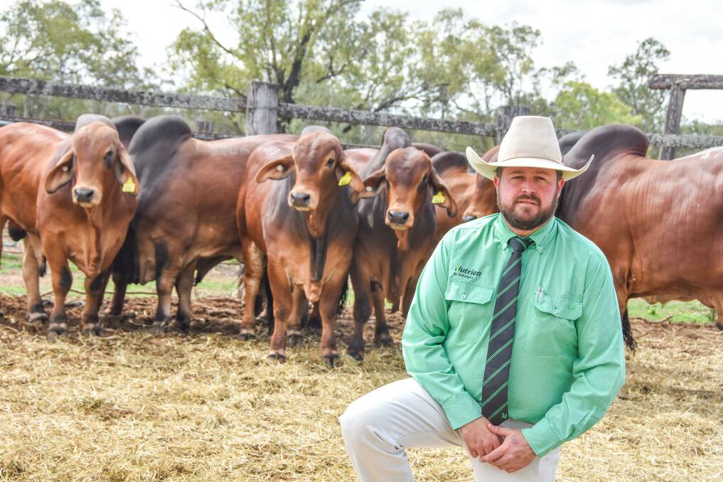 Nutrien Livestock agent James Saunders, Mackay, with a pen of red Brahman bulls secured by Riverside Pastoral Co at Nebo, during Rockhampton Brahman Week Sale. Picture by Ben Harden 