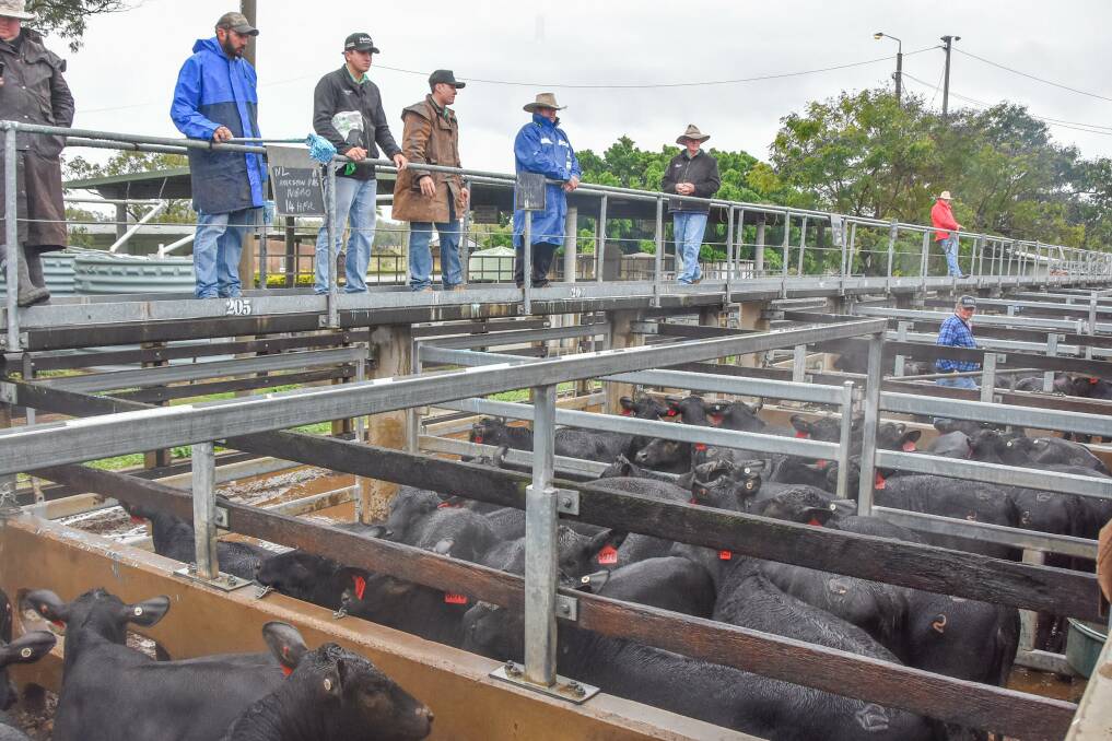 Brookstone Pastoral Company heifers reached a top price of 596.2c/kg on Monday. 