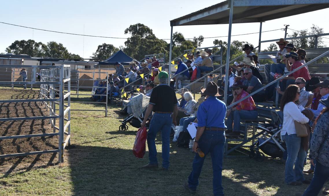 The Wroe & Co working cattle dog sale attracted a large crowd on Friday afternoon. 