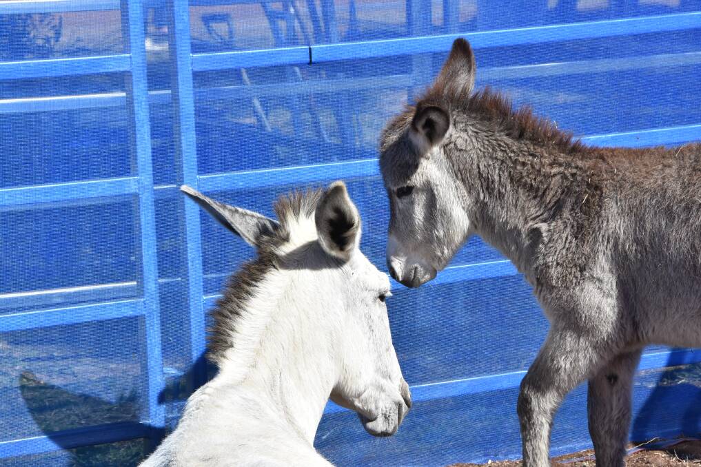 The donkeys can live up to 50 years of age. Picture: Ben Harden
