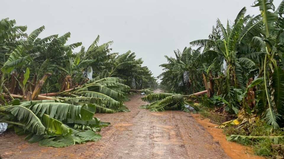Business as usual: Ms Mastin said they will began the long process of clearing fallen trees to allow tractors and baggers through, to continue harvesting Banana bunches. Picture: Kim Mastin