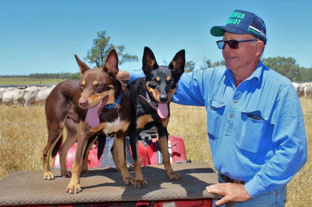 Frank Finger alongside Lucifer and Annie at his cattle property Hillview near Clermont. 