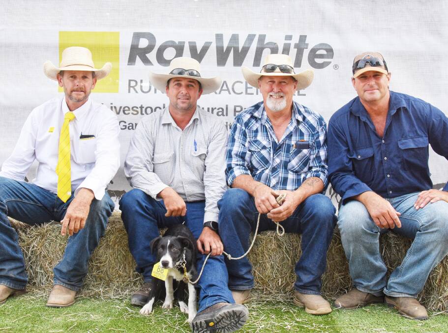 Wildnerness Jazz sold for $6000 and is with buyer Gary Wendt, Ray White Livestock, vendor Isaac Hotz, Clermont, buyer Bill Adin, and Dave Steel. Picture by Ben Harden 