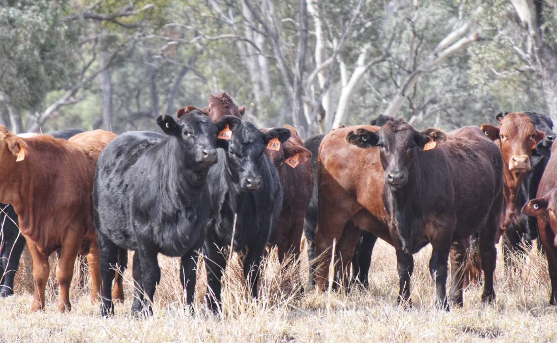  Callistemon's herd is 50-50 Angus and Santa Gertrudis. Picture: Ben Harden 