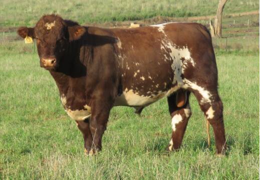 SIRE APPEAL: Top price bull Royalla Q013, purchased by Appleton Cattle Company for $16,000. 