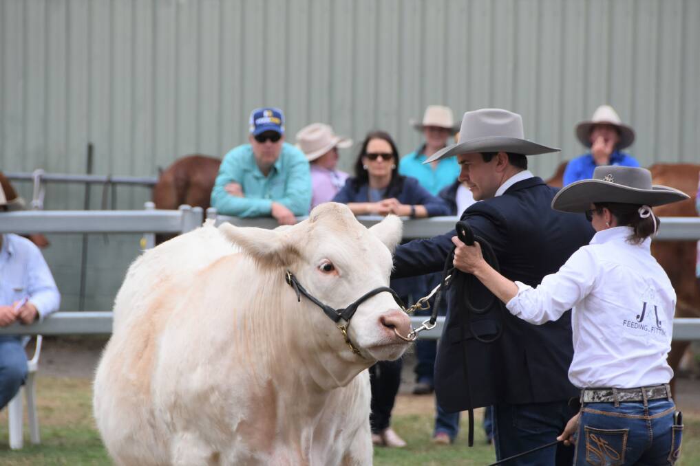 Judge Ethan Mooney, Teys Australia, Biloela, feels the muscle and fat coverage on a charolais steer called Snowballs, who was the heaviest in the class, weighing in at 760kg. 