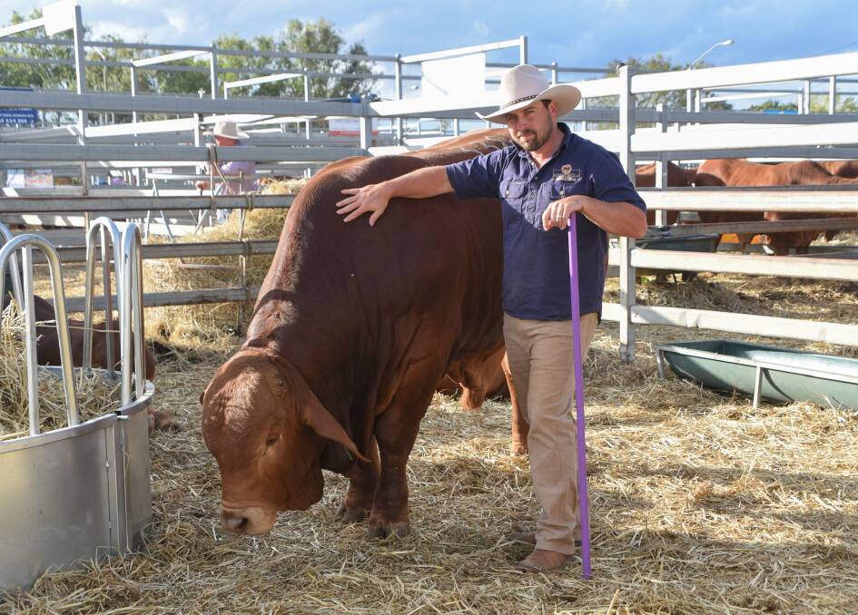 Second-time vendor and builder Daniel Sommer of Sommer Stud Droughtmasters, sold a great line-up of bulls at this year's sale. Picture: Coultons Country Photography 