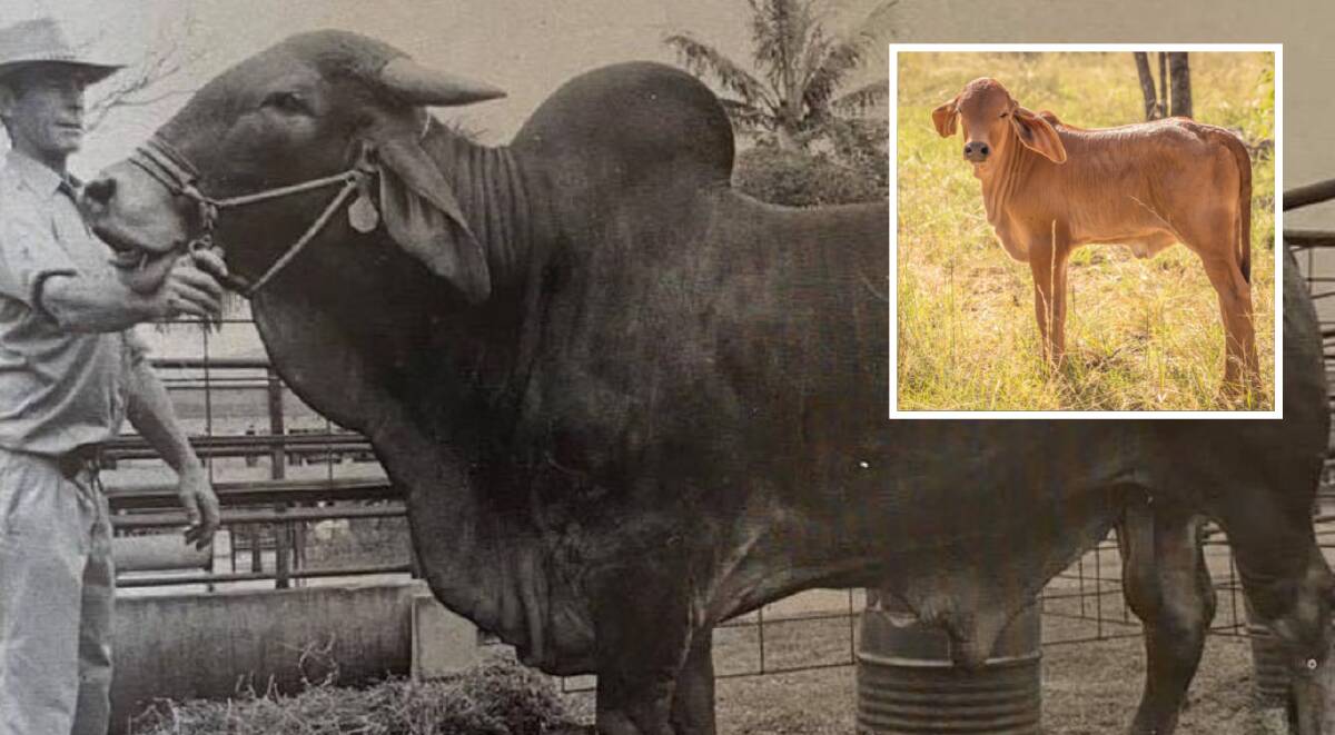 The late Sam Atkinson, Wairuna, with Runnells-Pierce Ranch Adam 078/2 in 1982, and the first calf (top right) sired by Adam since 1990. 