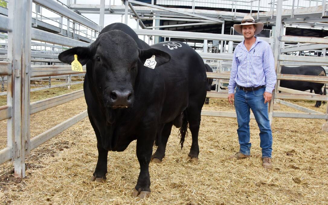 DEBUT SUCCESS: Jay Hampson, Sunshine Brangus stud, Warialda Rail, NSW, with Sunshine 12 (P) (AI) (ET) who sold for $12,000 to the Maguire family on Tuesday. Photo: Ben Harden