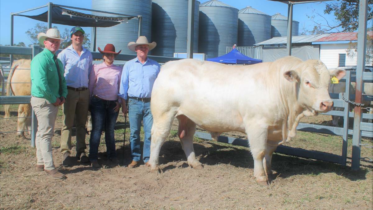Auctioneer Colby Ede, Nutrien, Toowoomba, Amy and Blake Whitechurch, 4 Ways Charolais, Inverell, NSW and Ivan Price, Moongool Charolais, Yuleba with the $265,000 record price Moongool Revolution. Picture by Peter Lowe 