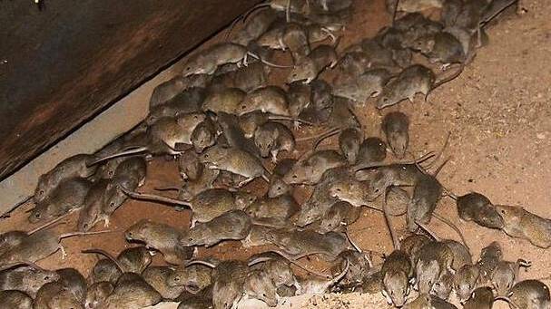 Good seasonal conditions and food availability are to blame for the rise in mouse numbers in Central and Southern Queensland in recent weeks. 