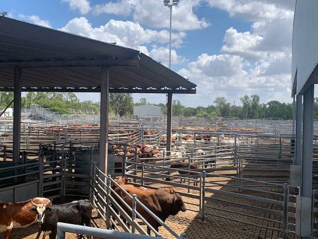 Good competition in the buyers gallery brought great results across the yard for quality cattle, with both processors and restockers operating at the Central Highlands Prime and Store Sale in Emerald last Thursday. Picture: Ben Harden