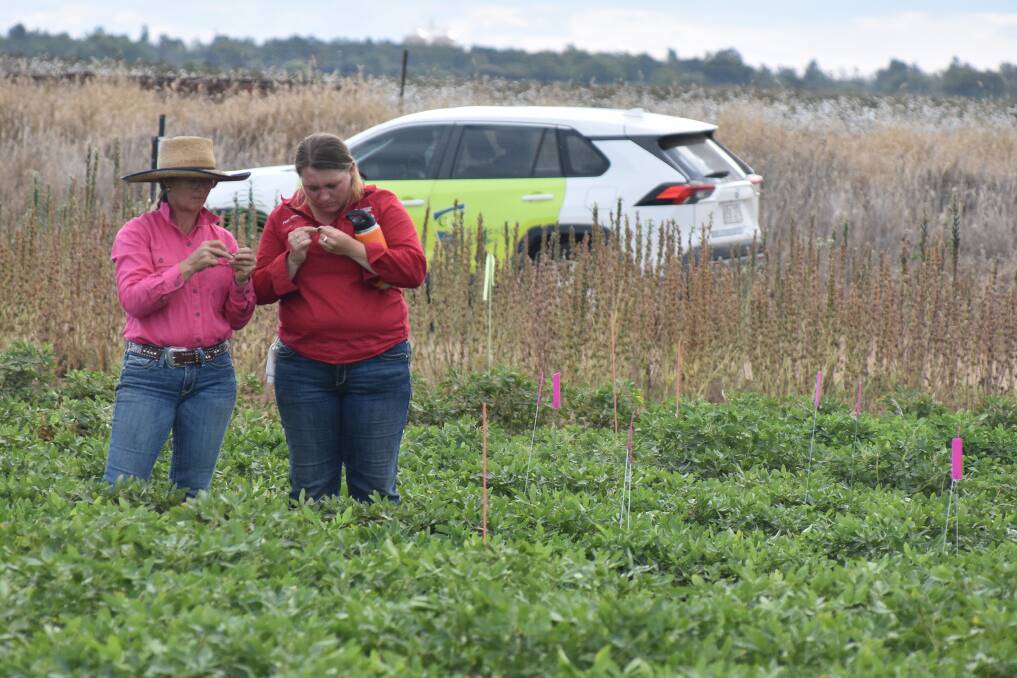 Dual-purpose peanut trials were highlighted at this years new and high-value crop field day at Emerald on April 18. Picture: Ben Harden 