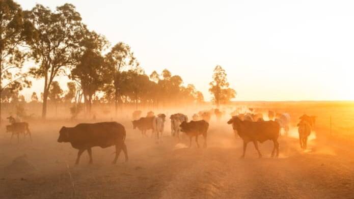 Jervoise is a 76,000 acre organic cattle station, currently running about 5000 head of certified organic cattle. Picture: Supplied
