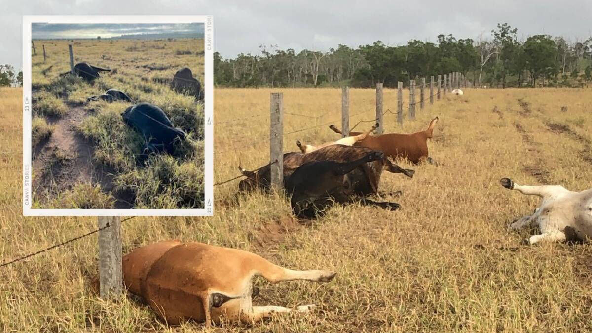 Two beef producers in Central Queensland lost stock in a lightning storm last week. Photos: Supplied 