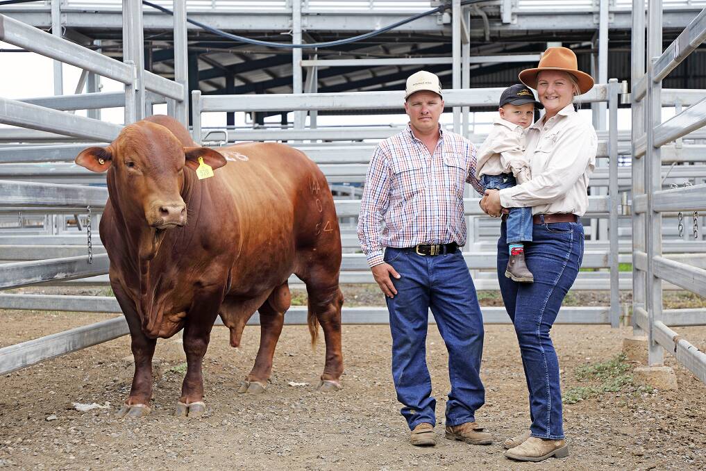 John and Bianca Collins and son, Clayton, 3, Annandale stud, Calliope with the $25,000 top selling Droughtmaster bull Annandale Acres Covid (P). Photos: Kent Ward