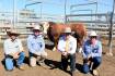 Simmental bulls reach $22,000 at Gracemere