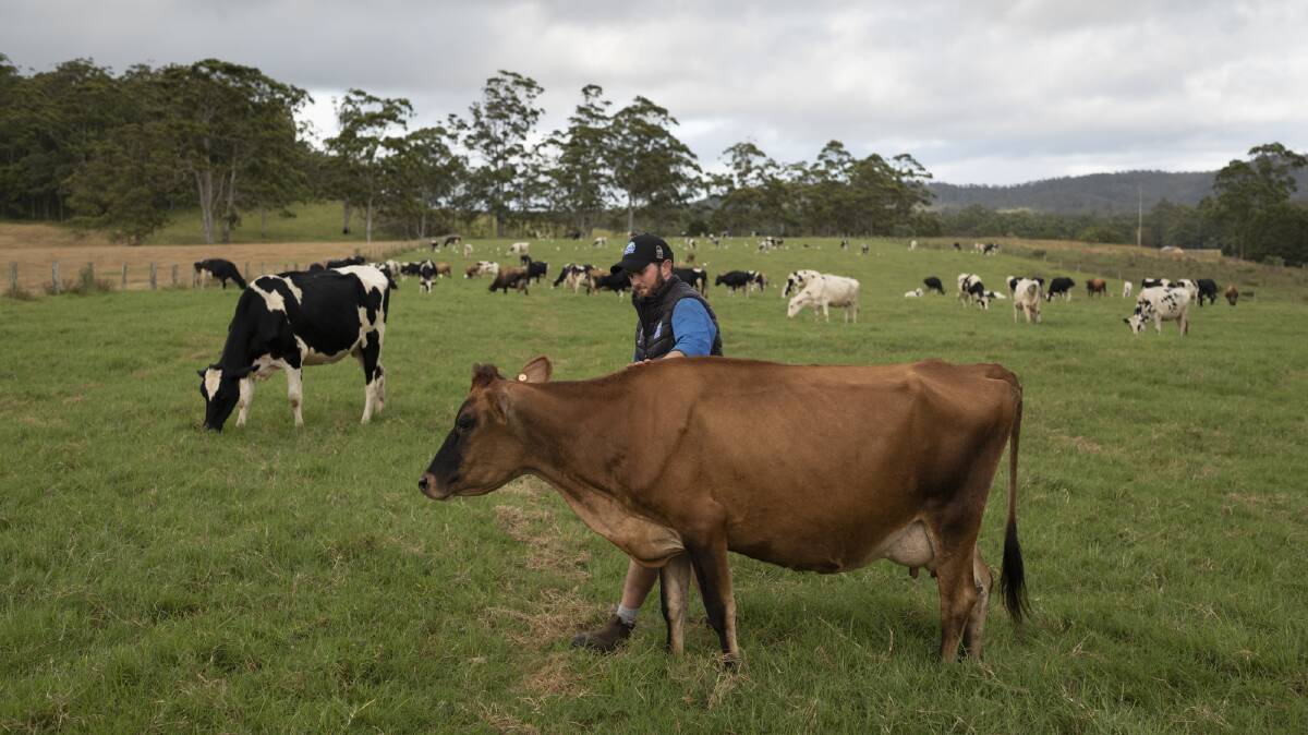 Henry Bevan of Bevandale Holsteins with one of the Jersey cows on his farm outside of Ravenshoe. Picture: Bega