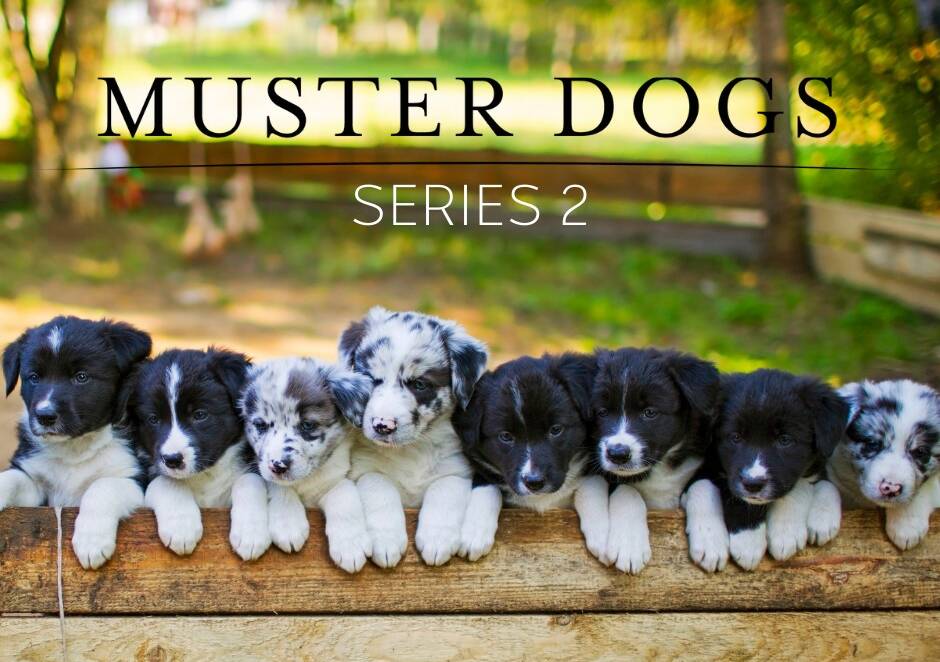 Season two of the popular Muster Dogs mini-series will feature Border Collie pups. Photo: ABC Australia