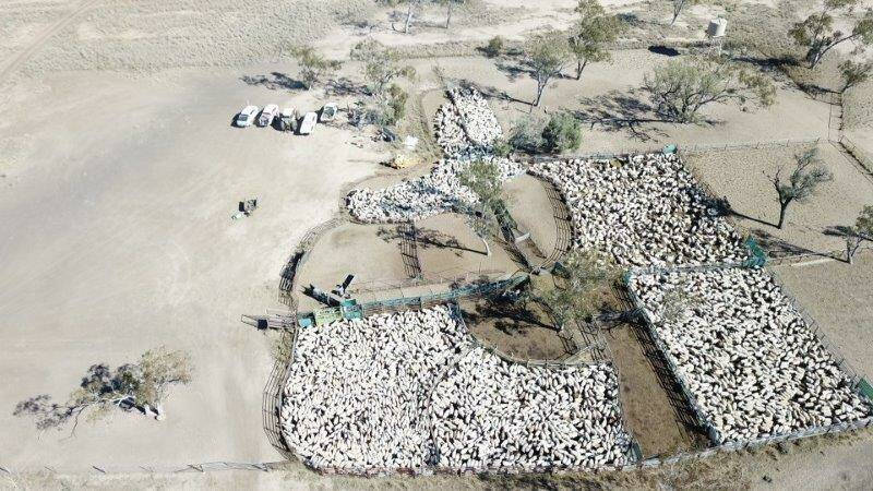 SALE SUCCESS: The Elmes family of Plevna Downs East at Augathella offered 3906 Dorper ewes and reached a top price of $456 per head for five lines during their dispersal sale through AuctionsPlus on August 3. 