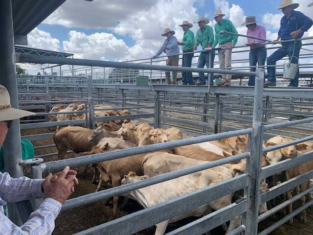 Yarding was steady with 1160 head at Emerald's Prime and Store Sale last Thursday 4 March. Picture: Ben Harden
