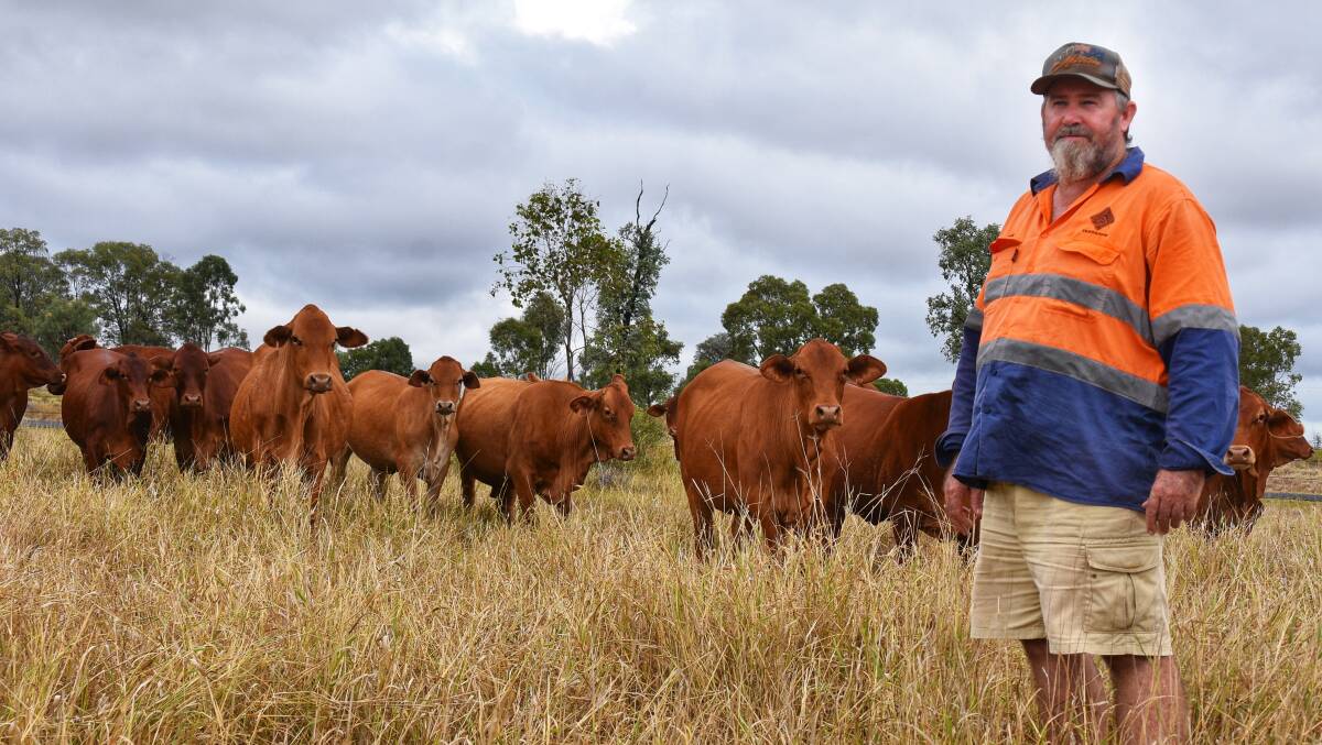 A move to Droughtmasters in 2017 has paid off for Clermont beef producers, the Albert family. 