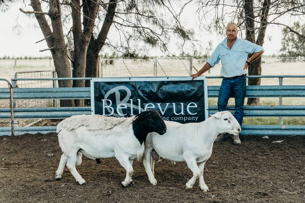 Bellevue stud principal David Curtis with the top priced, high indexed White Dorper Ram, Bellevue 220497 and the top priced Dorper Ram, Bellevue 220874 both, purchased by interstate buyer KWD Jenkins and Sons Pty Ltd, Nowa Nowa, Victoria. Picture supplied. 