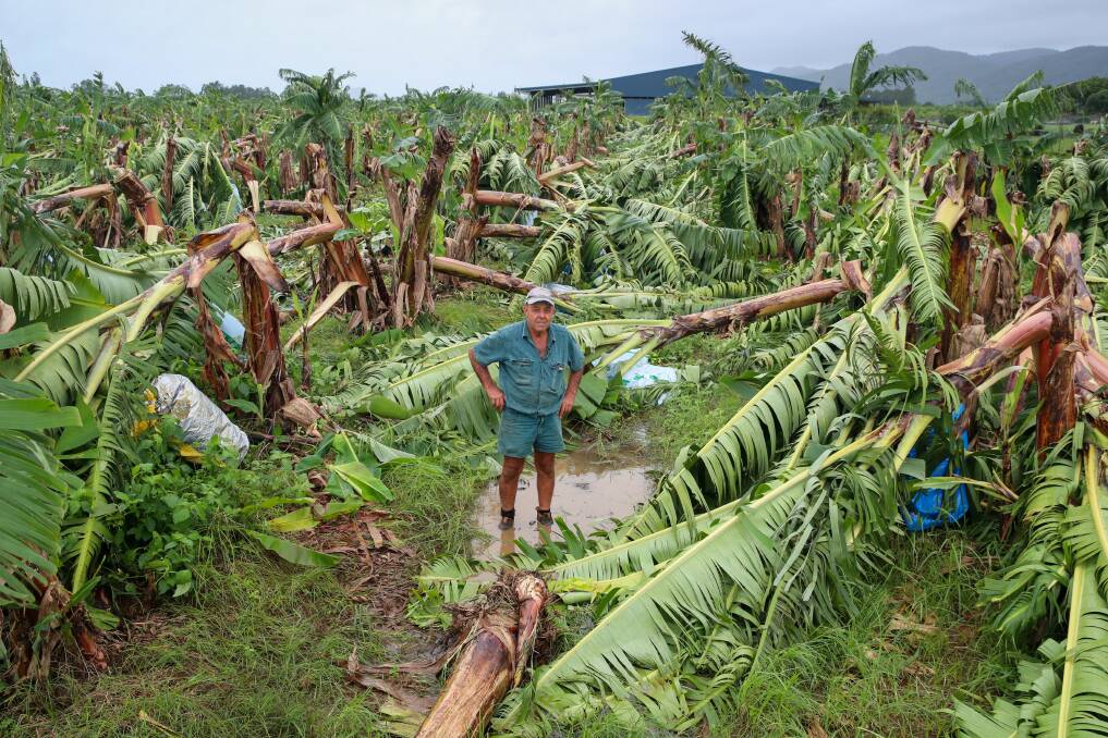 Farmer Angelo Russo, Boogan, Innisfail, stands in his devastated Banana crop which was flattened by strong winds associated with Cyclone Niran on Monday. Picture: Michael Chambers. 