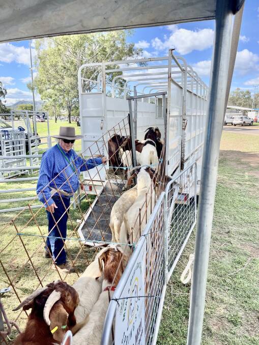 Long-time commercial meat boer goat producer Tony O'Brien said the recent Springsure open goat show was a great success. 
