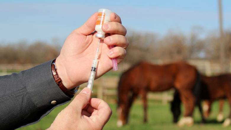  Horse owners are being reminded to vaccinate against Hendra virus. 