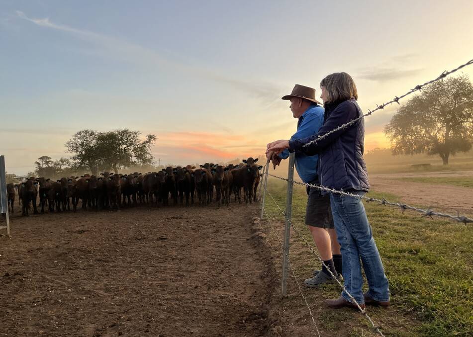 Emerald cotton and Wagyu producers Michael and Susan McCosker have purchased the Codenwarra Waygu herd, which has amalgamated with their existing stud, Marathon Wagyu. Pictures: Supplied 