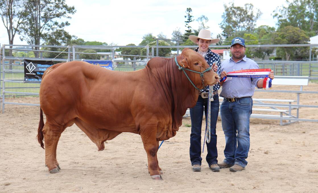 Grand champion bull and supreme exhibit Bryvonlea Volvo, Bryvonlea Droughtmasters, paraded by Amanda Weber, Leegra Fitting Service, and sashed by supreme exhibit sponsor Marty Rowlands, KBV Simmentals.