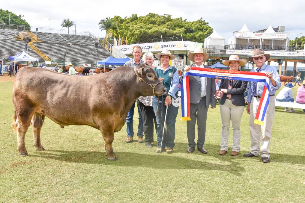 Grand champion Murray Grey bull, Red Gum Royalle (PB), exhibited by Jim and Veronica O'Shea, Red Gum Murray Greys, Coominya, handler Tracey Nutridge, TLC Fitting Service, were presented with awards by judge Peter Falls, Chris Andersen, Kilcoy, and Eliza Connors, Elders Studstock, Rockhampton. Pictures: Ben Harden 