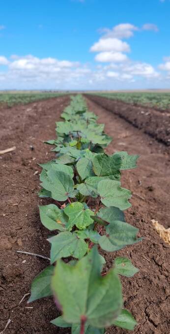 A few rows of late May cotton (planted under permit) starting to emerge at Neek Morawitz's property in Comet, as he trials alternative growing conditions. 