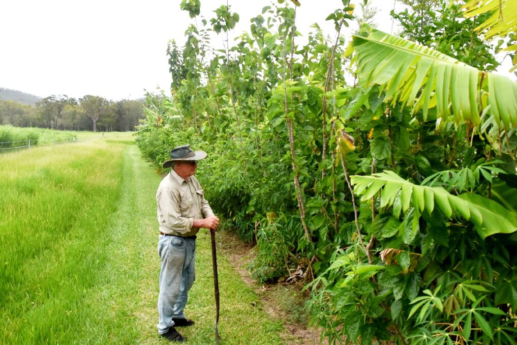 Mutchilba biodynamic farmer John Gargan has turned to Syntropic farming to improve his soil health. Pictures: Ben Harden 
