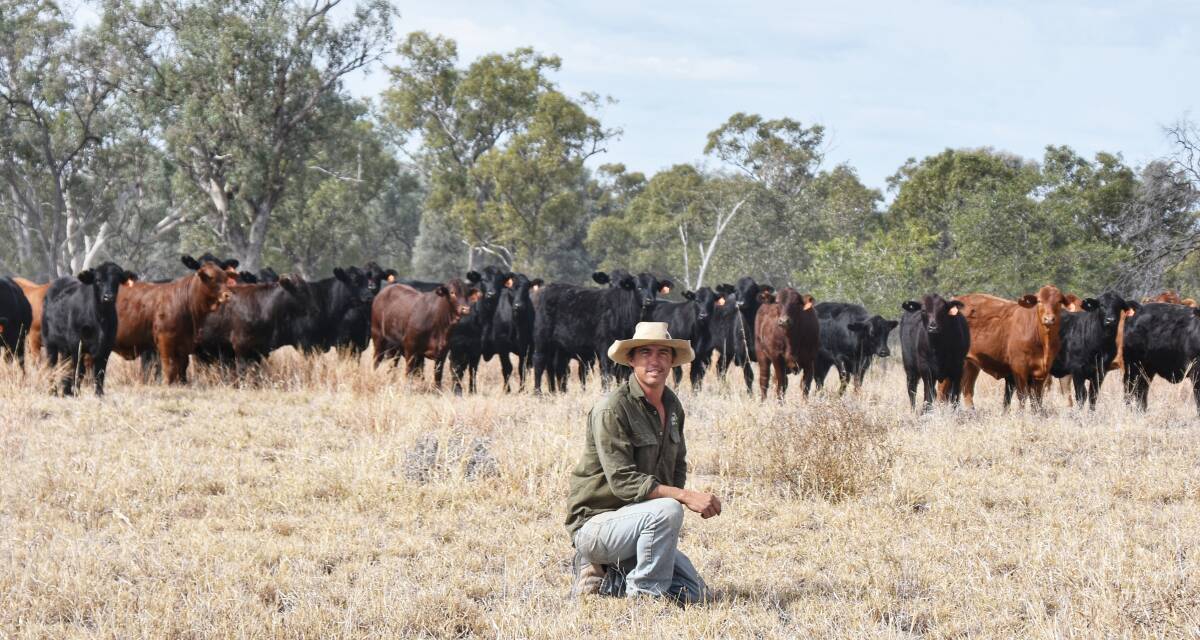 Troy Roberts at his Callistemon cattle property, west of Springsure, with their next crop of Angus and Santa Gertrudis weaner heifers. Pictures by Ben Harden 